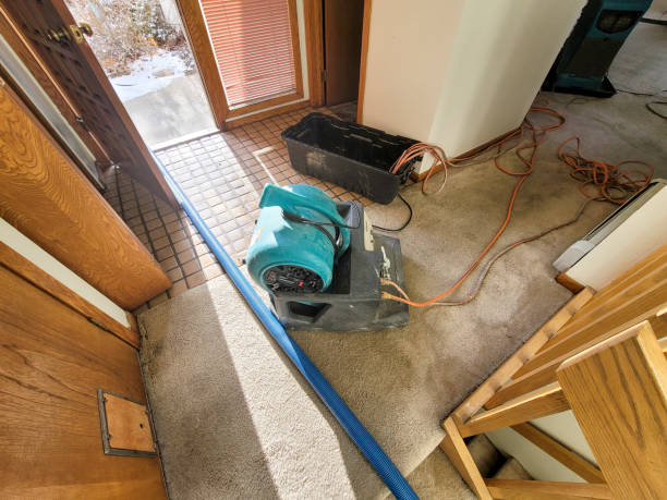 Best Mold removal after water damage  in Eustace, TX